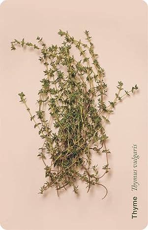 Plant Portal: 50 cards to help you heal with tea